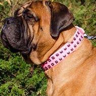 Female Bullmastiff Collar of Pink Leather, Caterpillar Design Female Bullmastiff Collar of Pink Leather, Caterpillar Design
