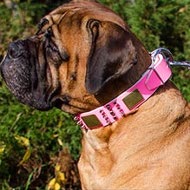 Female Bullmastiff Collar of Pink Leather, Studded and Spiked Female Bullmastiff Collar of Pink Leather, Studded and Spiked