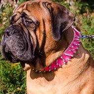 Female Bullmastiff Collar with 3 Rows of Spikes, Pink Leather Female Bullmastiff Collar with 3 Rows of Spikes, Pink Leather