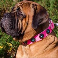 Female Bullmastiff Collar Pink Leather with Blue Stones, Studs Female Bullmastiff Collar Pink Leather with Blue Stones, Studs