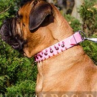 Female Bullmastiff Collar in Pink Leather with Spikes and Studs Female Bullmastiff Collar in Pink Leather with Spikes and Studs