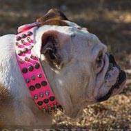 Pink Leather Female English Bulldog Collar Cones & Spikes Pink Leather Female English Bulldog Collar Cones & Spikes