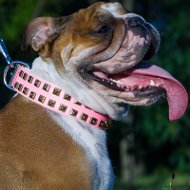 English Bulldog Personality Test