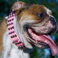 English Bulldog in Movie