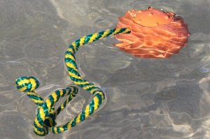 Floating Rubber Dog Balls