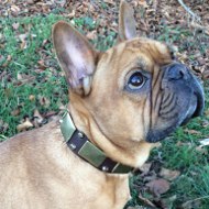 French Bulldog Collar Decorated with Nickel Plates and Studs