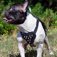 French Bulldog Harness with Glossy Spikes, Genuine Leather