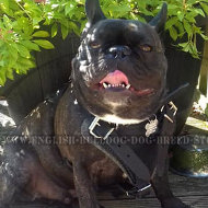 French Bulldog Leather Harness of Extra Strength for Dog Control
