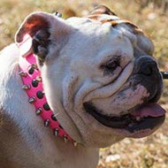 English Bulldog Overheating Symptoms