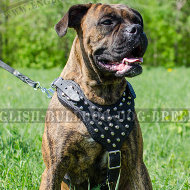 Harness for Boxer Dog in UK of Leather with Pyramid Studs