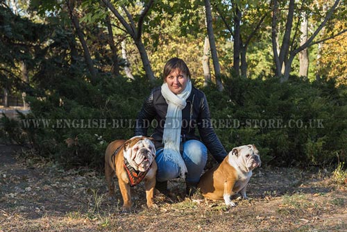 English Bulldog Training to Heel