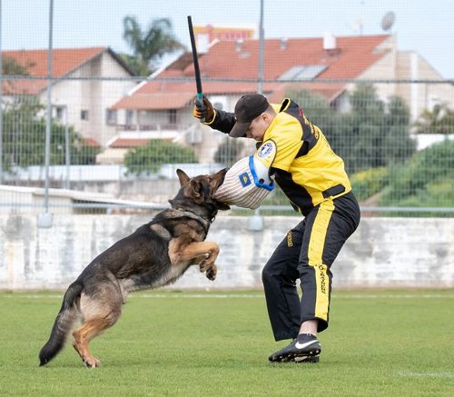 IPO Dog Training Stick