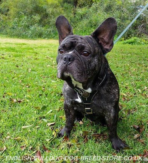 Harness for French Bulldog