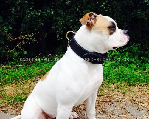 Bestseller! Agitation Dog Collar of Leather with Handle for American Bulldog - Click Image to Close