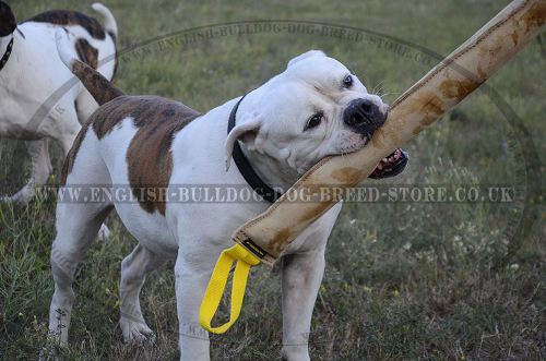 Bite Tug Large Size for American Bulldog, Genuine Leather