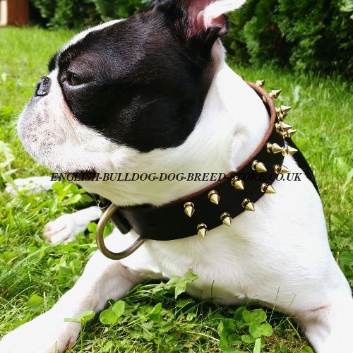 Bestseller! Spiked Leather Dog Collar for Boston Terrier, Brass Hardware