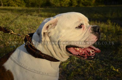 Braided Dog Collar for American Bulldog, Leather, Handmade