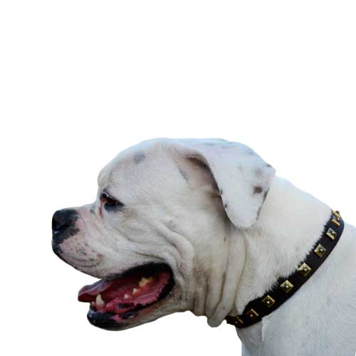 Exclusive Studded Leather Dog Collar for American Bulldog - Click Image to Close