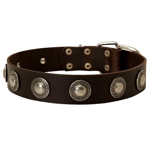 Fashionable Leather Dog Collar with Vintage Conchos for Bulldog