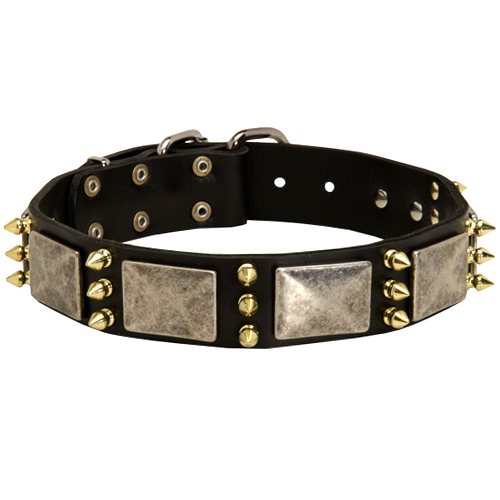 Bulldog Collar with Brass Spikes and Silver Coloured Plates