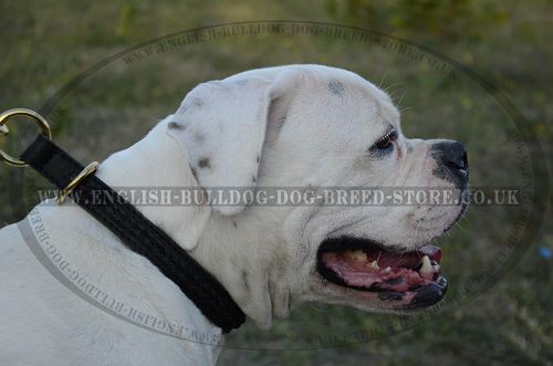 Leather Choke Collar Braided Design for American Bulldog - Click Image to Close