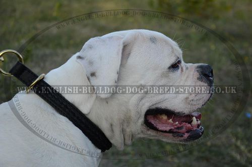 Leather Choke Collar Braided Design for American Bulldog