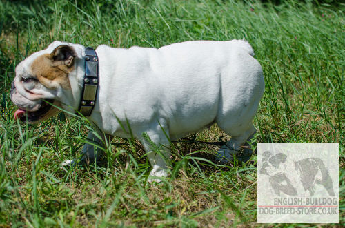 Cool Dog Collar with Nickel Plates and Studs for English Bulldog