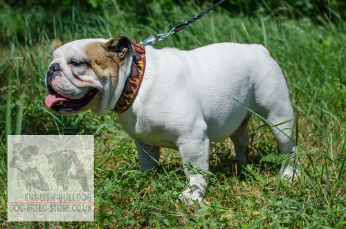 Designer Dog Collar Exclusive "Flame" Style for English Bulldog