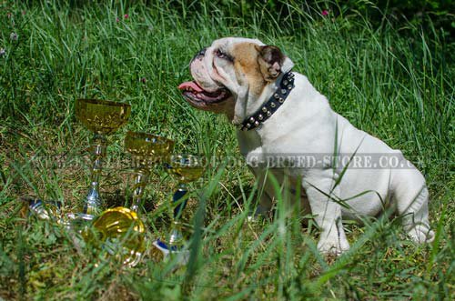 English Bulldog Body Language