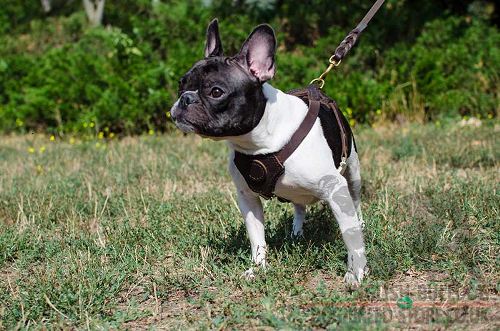 Bestseller! Small Leather Dog Harness Soft Padded for French Bulldog