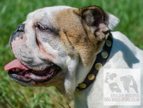 Fancy Dog Collar for English Bulldog, Leather and Brass Studs