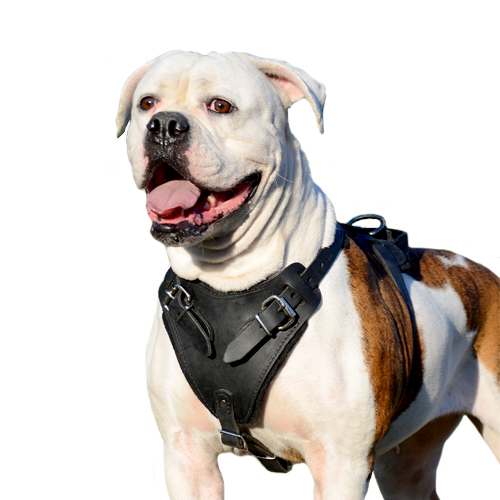 Dog Training Harness of Strong Leather for American Bulldog