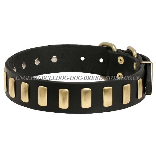 Handmade Dog Collar with Row of Brass Plates for British Bulldog