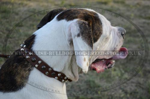 Handmade Dog Collar with Studs and Pyramids for American Bulldog
