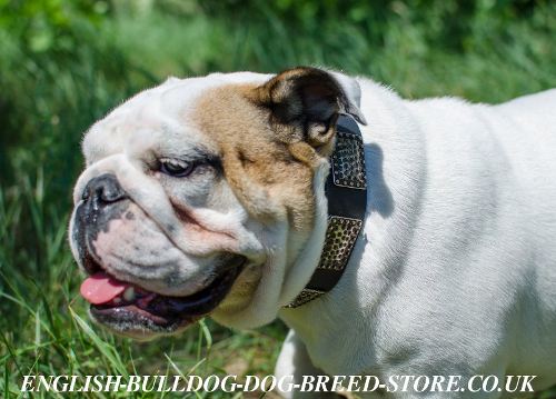 Large Dog Collar with Vintage Nickel Plates for English Bulldog
