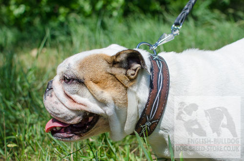 Designer Dog Collar in "Barbed Wire" Style for English Bulldog