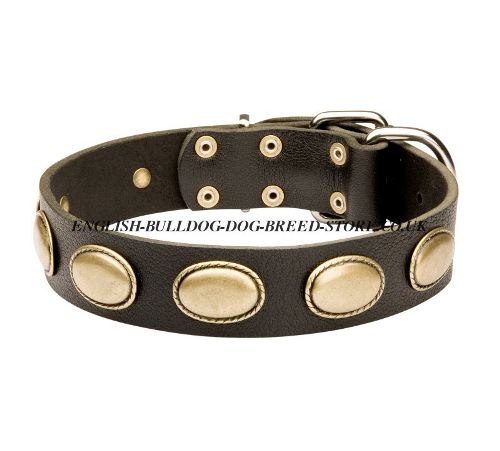 Retro Dog Collar for English Bulldog with Oval Brass Plates