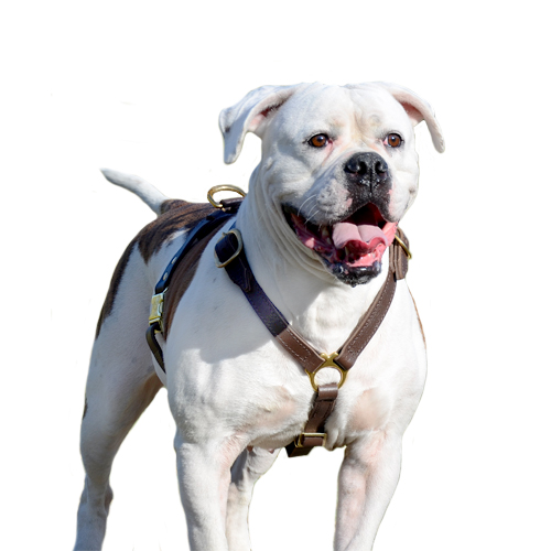 American Bulldog Harness for Walking, Training and Tracking - Click Image to Close