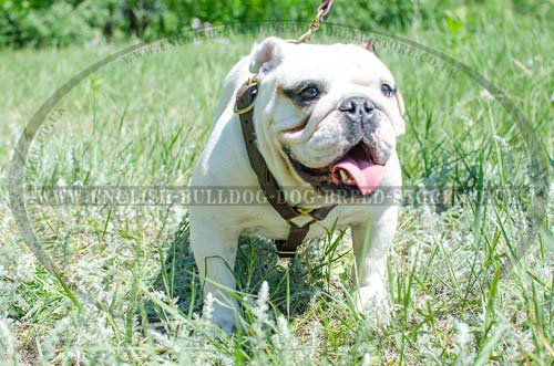 Leather Dog Harness for Bulldog UK