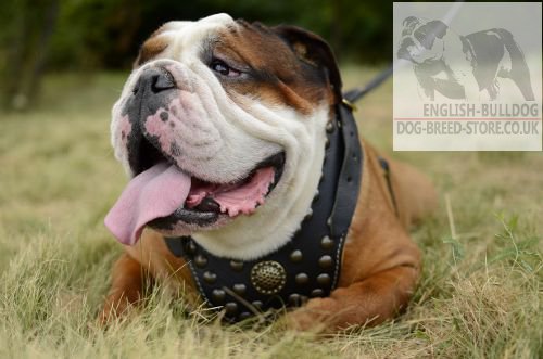 Luxury Dog Harness for English Bulldog, Studded and Nappa Lined