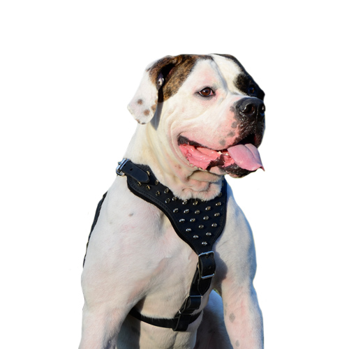 Spiked Leather Dog Harness for American Bulldog Walking in Style - Click Image to Close