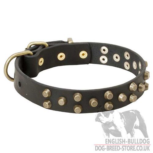 Studded Dog Collar with Brass Pyramids for English Bulldog