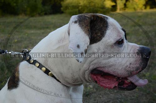 Fancy Dog Collar with Round Brass Studs for American Bulldog - Click Image to Close