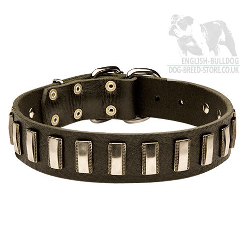 Stylish Dog Collar Leather and Nickel Plates for English Bulldog