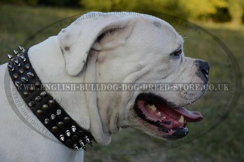 Trendy Dog Collar Spiked and Studded for American Bulldog