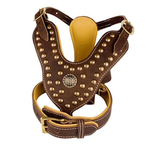 Studded Dog Harness and Padded Collar - Set for English Bulldog - Click Image to Close