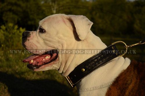 Wide Leather Dog Collar with Braids for American Bulldog