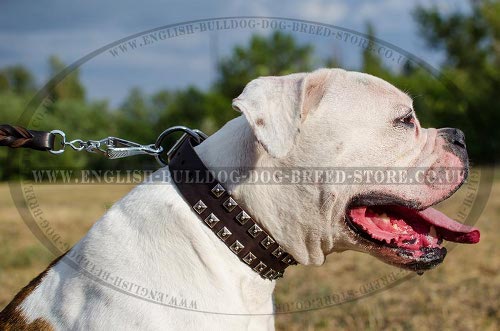 American Bulldog Collar Leather with Caterpillar Design Studs - Click Image to Close