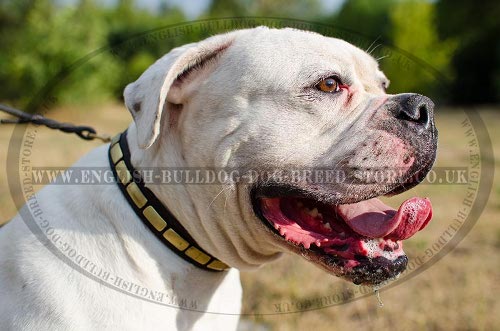 American Bulldog Collar for Walking with Brass Plates