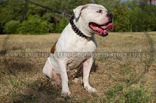 American Bulldog Collar Leather, Fashionable Spikes and Studs - Click Image to Close